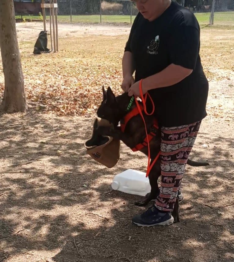 Static, a Dutch Shepherd tested with EmbarkVet.com