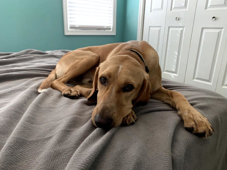 Chief, a German Shorthaired Pointer and Labrador Retriever mix tested with EmbarkVet.com