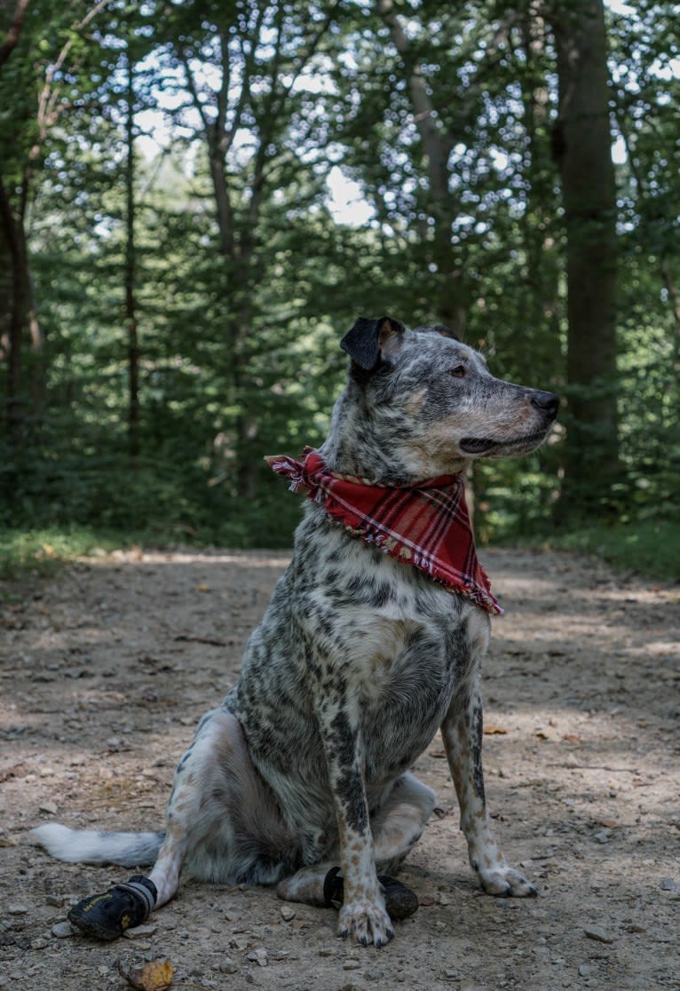 Banjo, an Australian Cattle Dog and Chow Chow mix tested with EmbarkVet.com