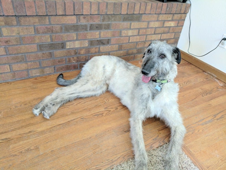 Shadow, an Irish Wolfhound tested with EmbarkVet.com