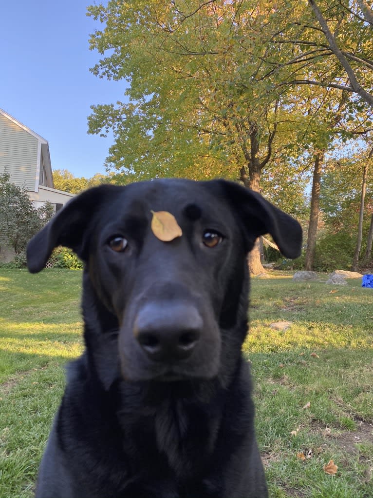 Charlie, an Australian Cattle Dog and Labrador Retriever mix tested with EmbarkVet.com