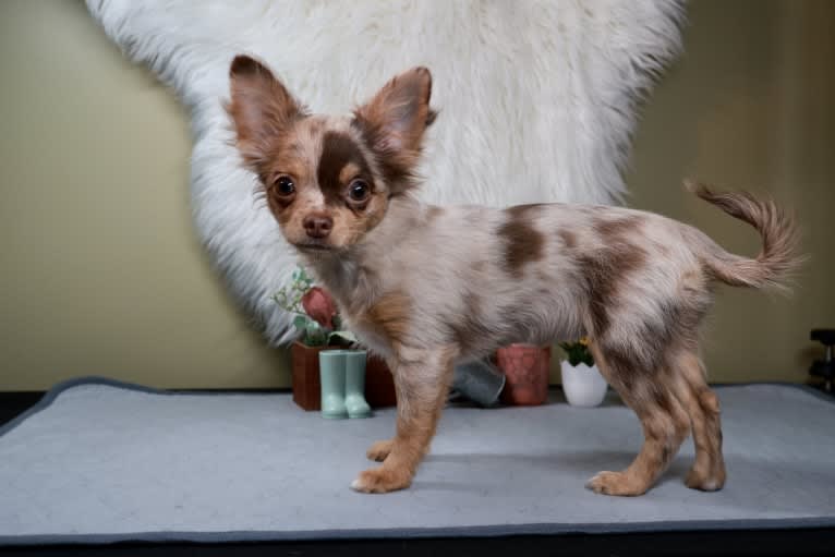 Nessa, a Chihuahua tested with EmbarkVet.com