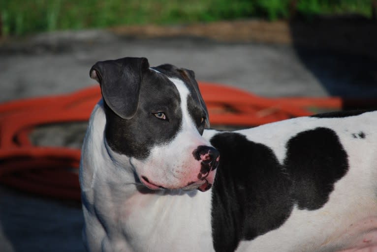 Cypress, an American Bully and American Pit Bull Terrier mix tested with EmbarkVet.com