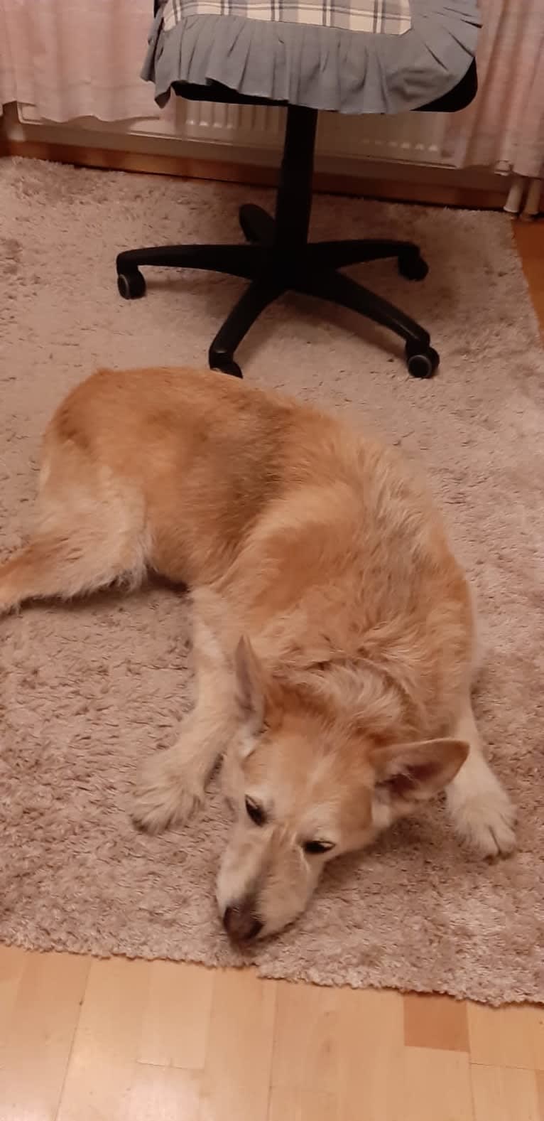 Severi, an Eastern European Village Dog tested with EmbarkVet.com