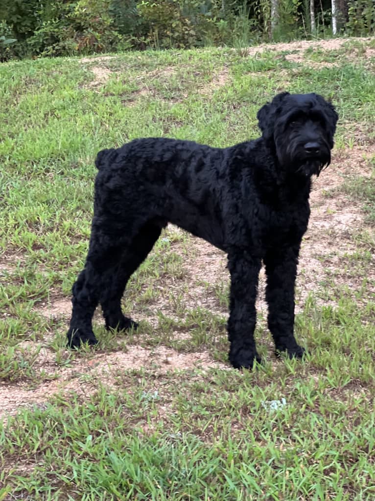 Echo, a Giant Schnauzer tested with EmbarkVet.com