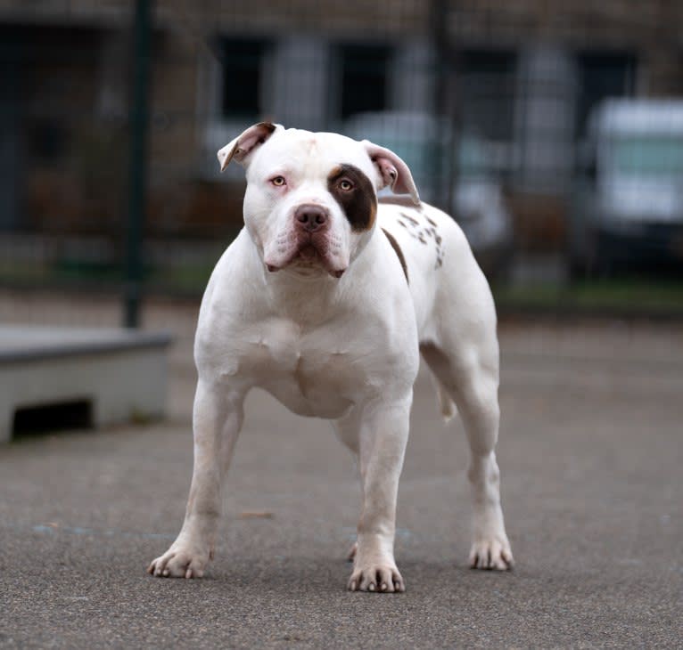 POLAR, an American Bully tested with EmbarkVet.com