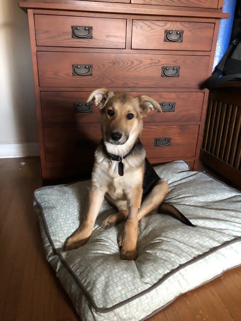 Shainee, a German Shepherd Dog and Australian Cattle Dog mix tested with EmbarkVet.com