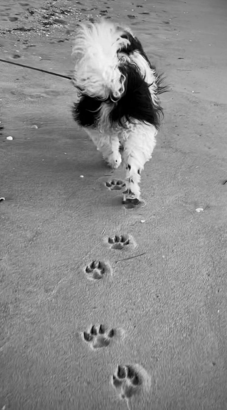 Huey, a Newfoundland tested with EmbarkVet.com