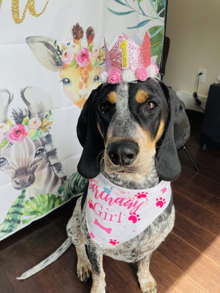 Bell, a Bluetick Coonhound tested with EmbarkVet.com