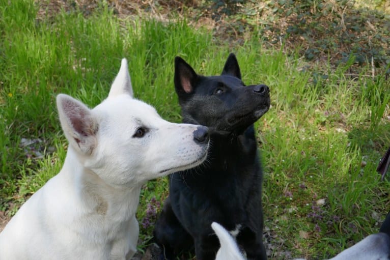 Suri, a Canaan Dog tested with EmbarkVet.com