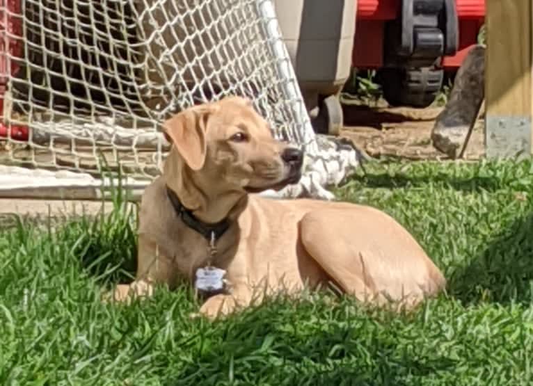 Willie Kirsch, a Labrador Retriever and American Pit Bull Terrier mix tested with EmbarkVet.com