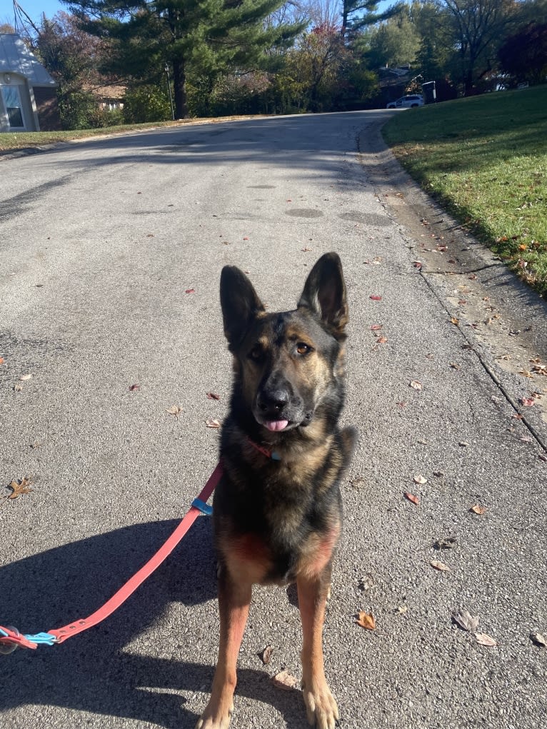 Taz, a German Shepherd Dog tested with EmbarkVet.com