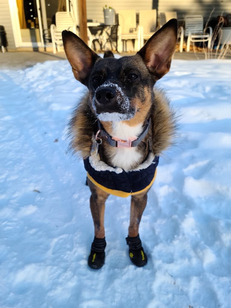 Afton, an Australian Cattle Dog and Chihuahua mix tested with EmbarkVet.com