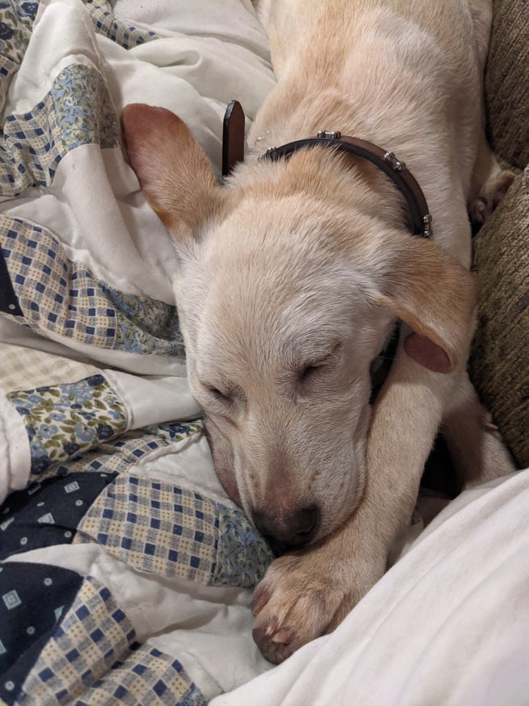 Tycho Brahe, the Space Cadet, a Beagle and Great Pyrenees mix tested with EmbarkVet.com