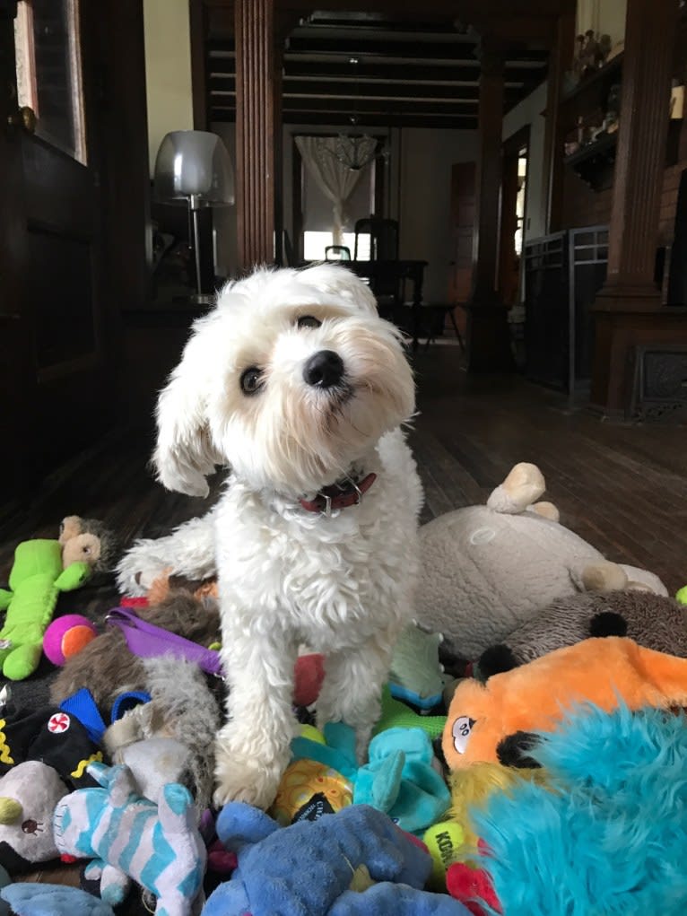 Bastien, a Havanese tested with EmbarkVet.com