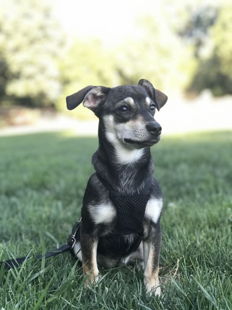 Stella, a Chihuahua and Poodle (Small) mix tested with EmbarkVet.com