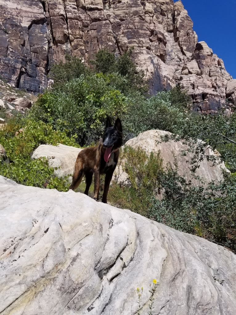 Phoenix, a Belgian Shepherd tested with EmbarkVet.com