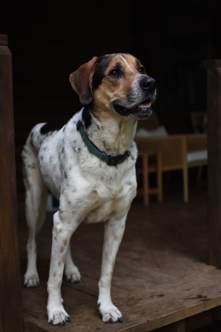 Oliver, an American English Coonhound and Rottweiler mix tested with EmbarkVet.com