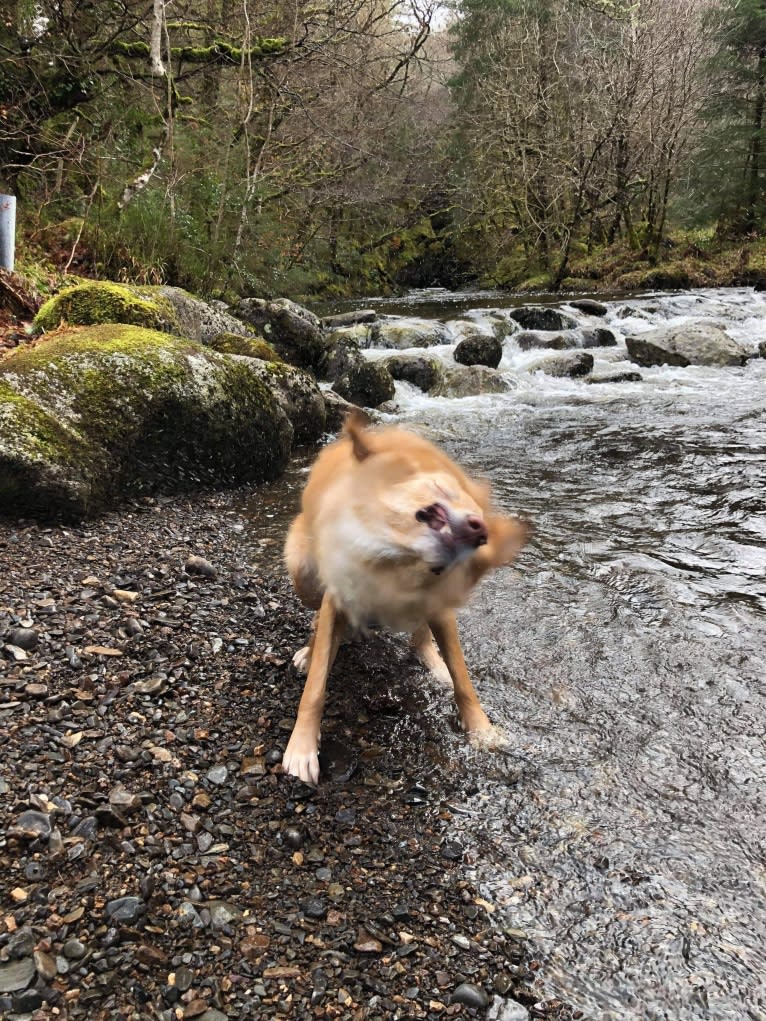 Olive, an Eastern European Village Dog tested with EmbarkVet.com