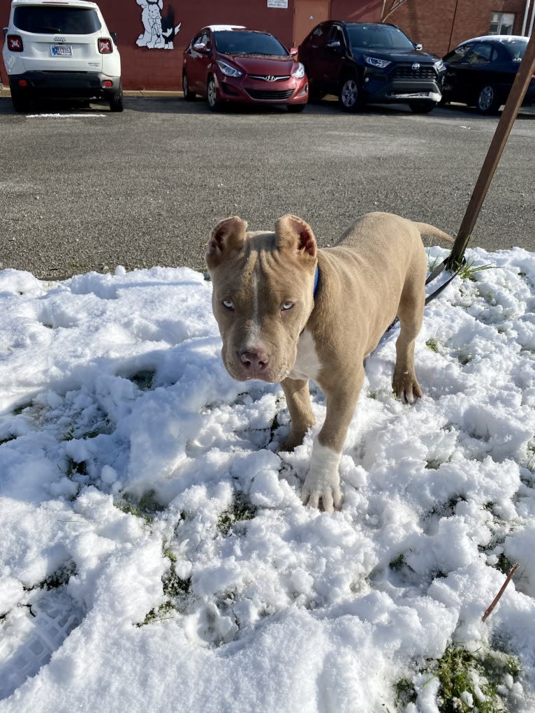 Lucci, an American Bully tested with EmbarkVet.com