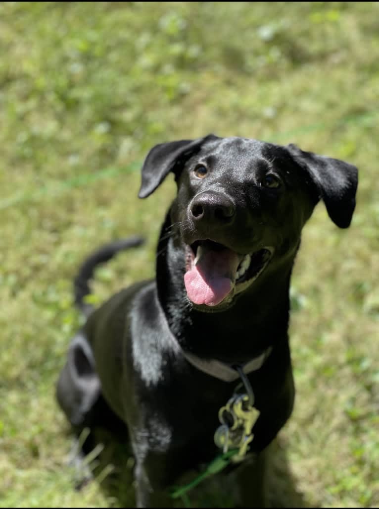 Harley, a Labrador Retriever and German Shepherd Dog mix tested with EmbarkVet.com