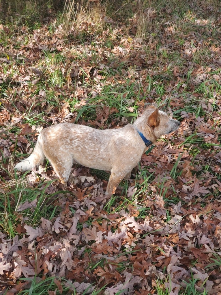 Finn, an Australian Cattle Dog tested with EmbarkVet.com