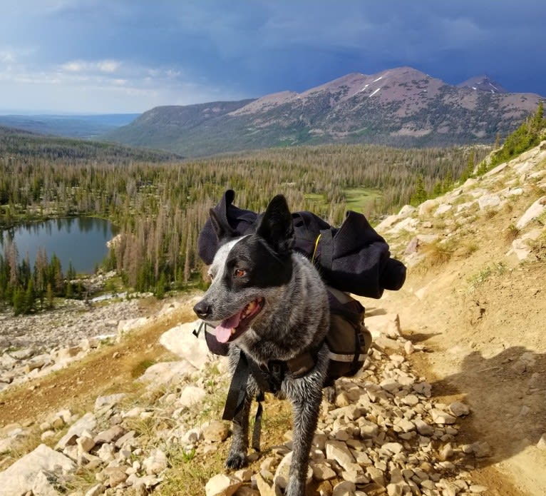 Trace, an Australian Cattle Dog and Koolie mix tested with EmbarkVet.com