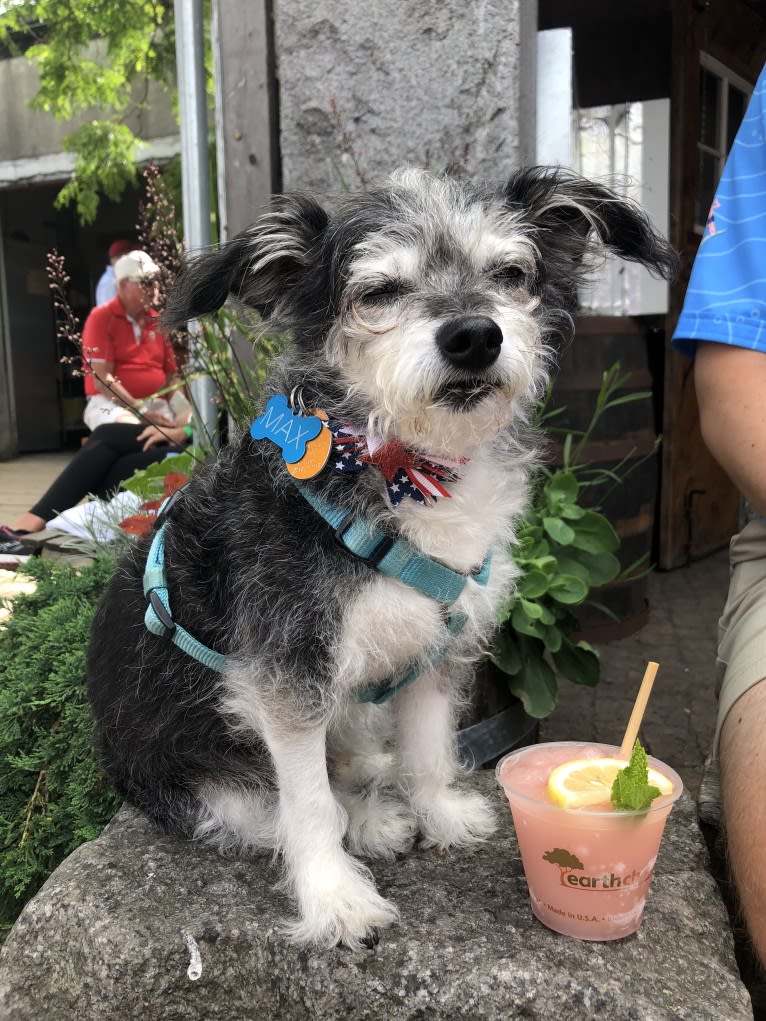 Max, a Bichon Frise and Chihuahua mix tested with EmbarkVet.com