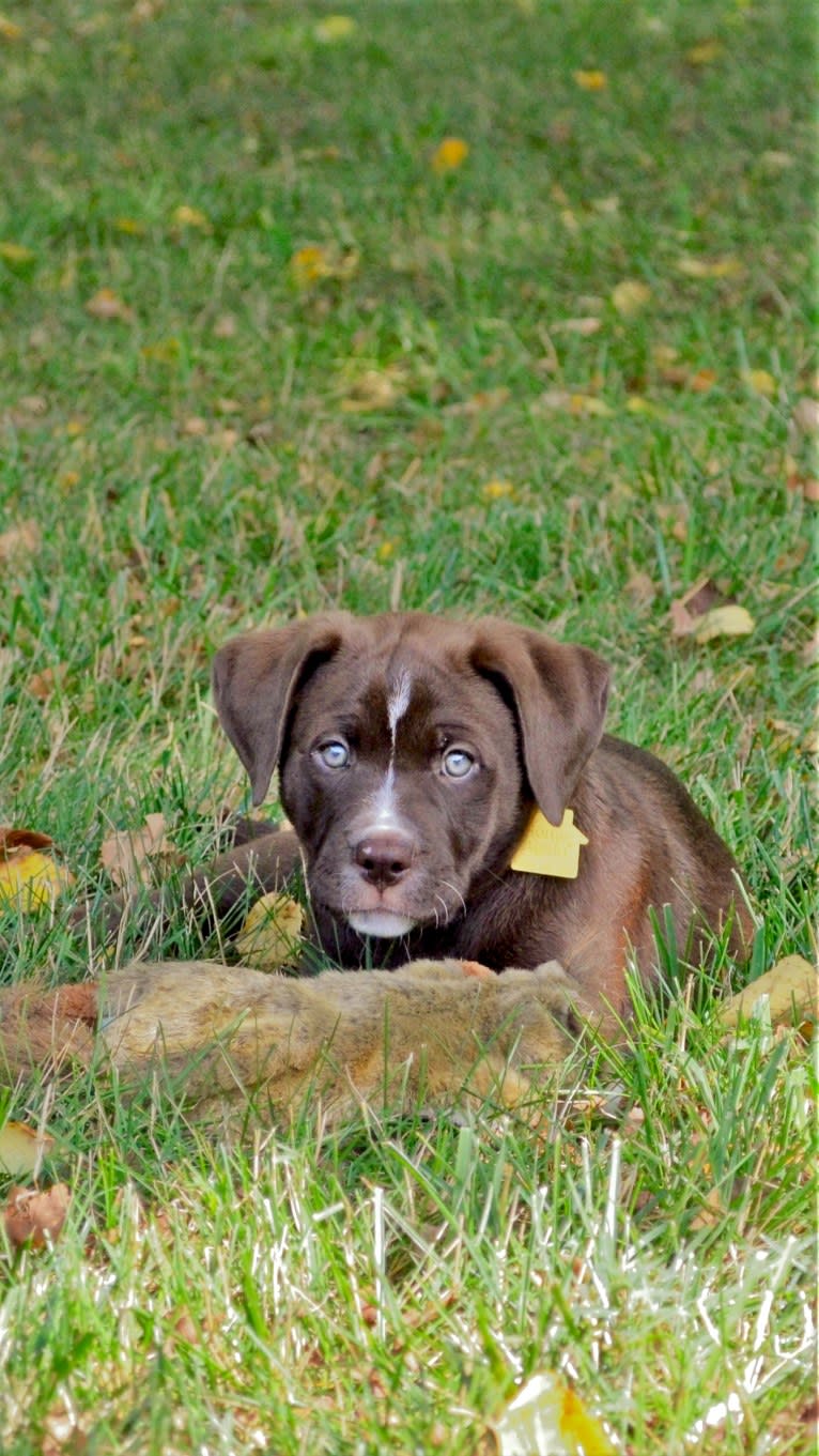 Abel, a Bulldog and Labrador Retriever mix tested with EmbarkVet.com