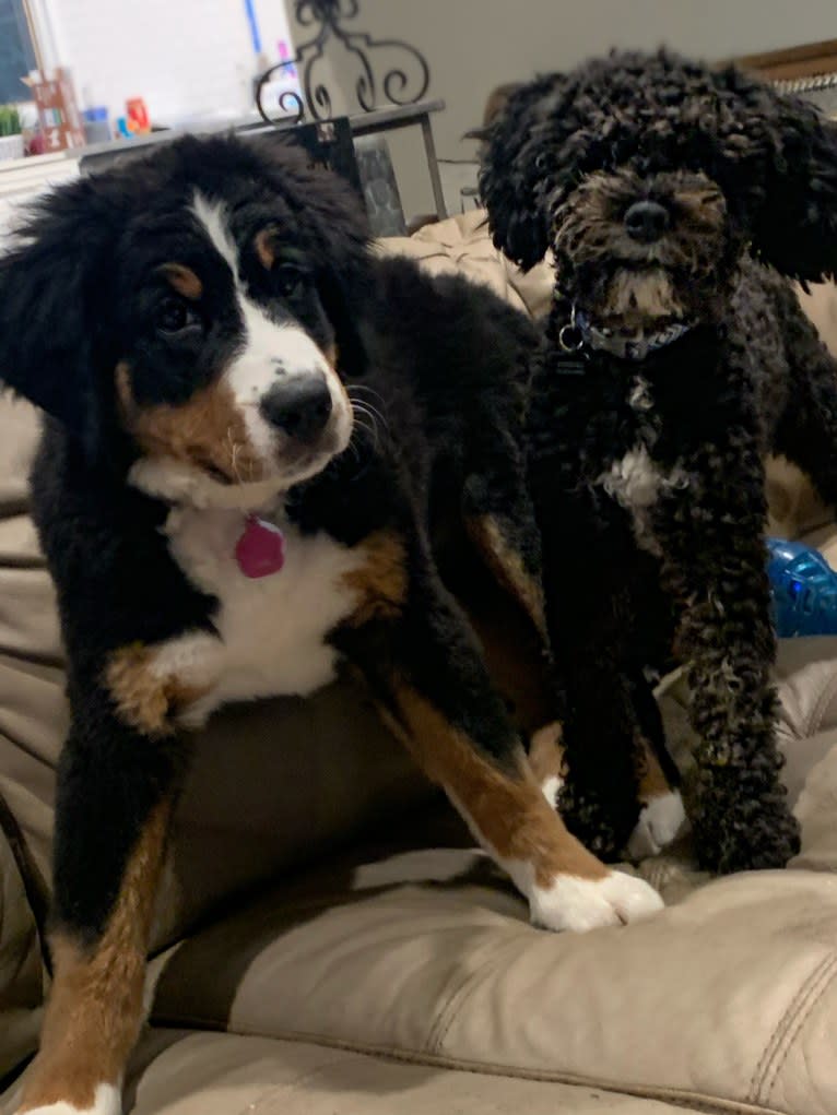 Riley, a Bernese Mountain Dog tested with EmbarkVet.com