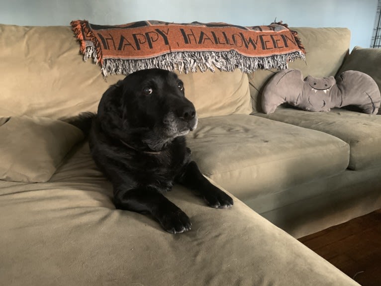 Marlo, a Chinese Shar-Pei and Border Collie mix tested with EmbarkVet.com