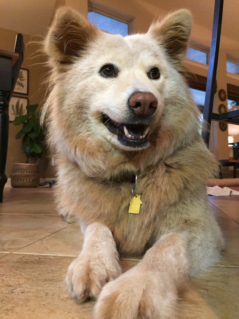 Bonnie, a Chow Chow and Australian Cattle Dog mix tested with EmbarkVet.com