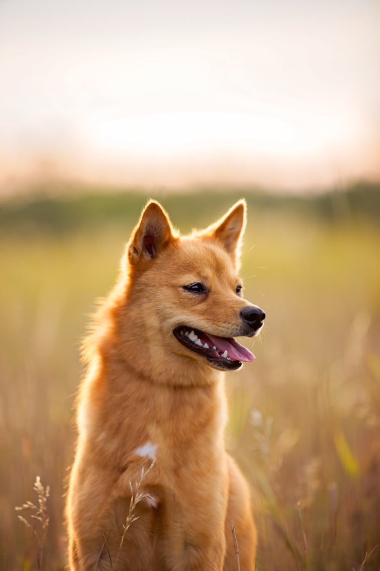 Fionna the Brave, a Finnish Spitz tested with EmbarkVet.com