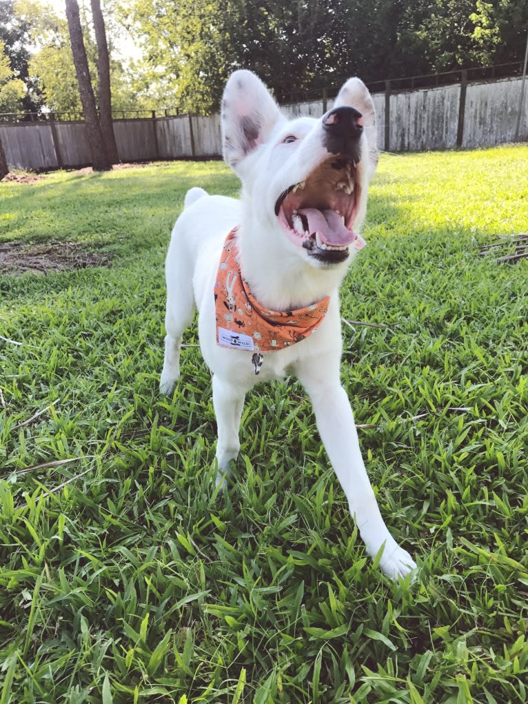 Finn, an Australian Cattle Dog and Australian Shepherd mix tested with EmbarkVet.com