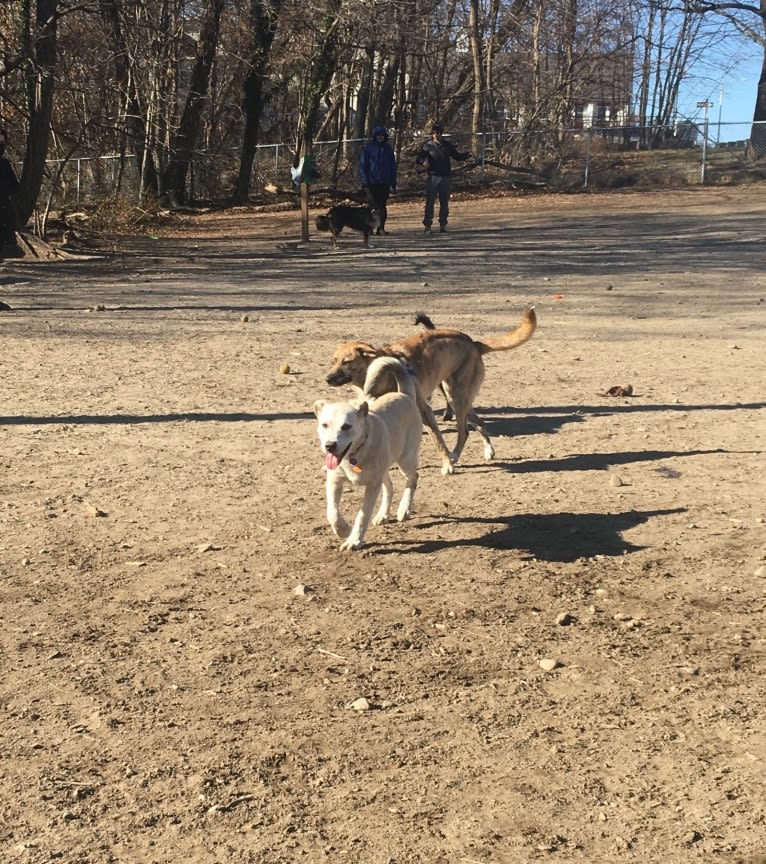 Philip, an American Pit Bull Terrier and Australian Shepherd mix tested with EmbarkVet.com