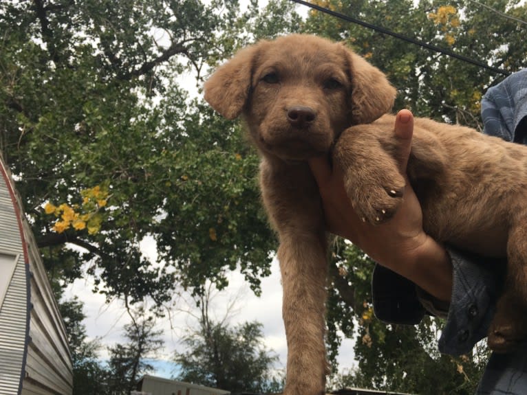 Gir, a Chesapeake Bay Retriever tested with EmbarkVet.com