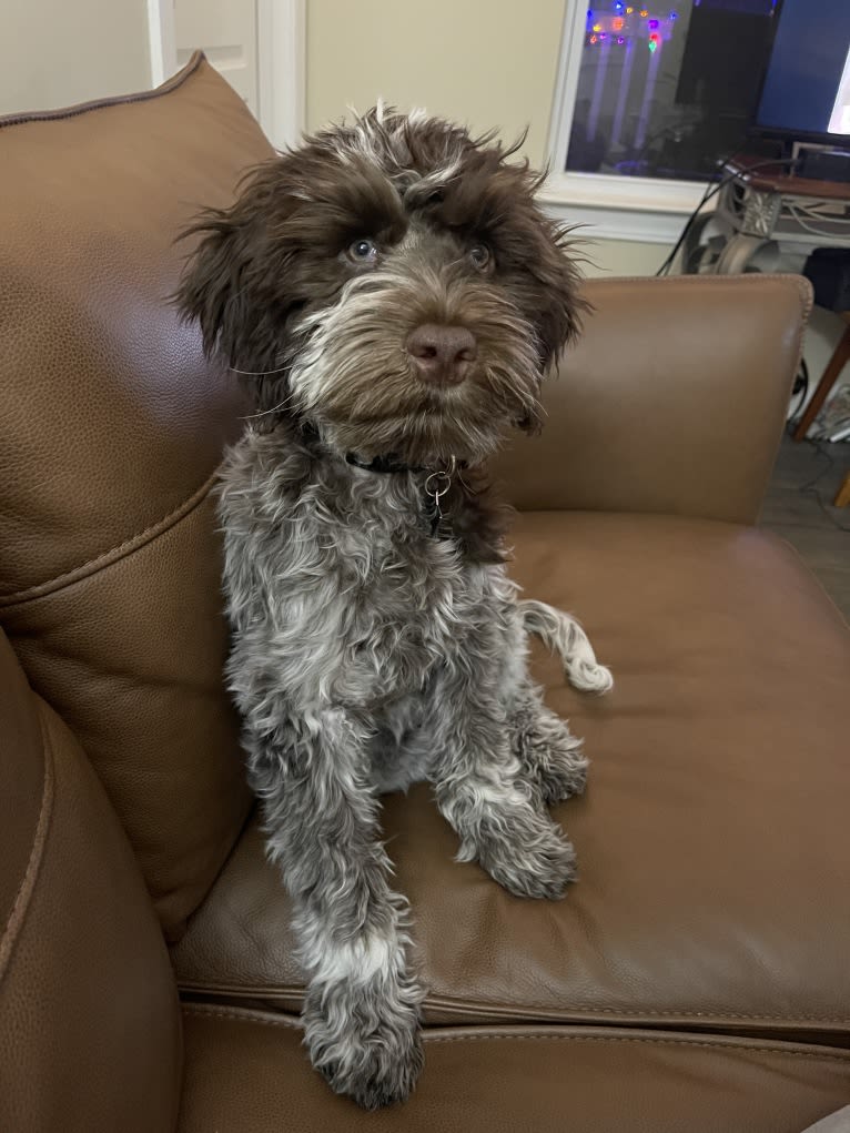 Ruby, a Portuguese Water Dog tested with EmbarkVet.com