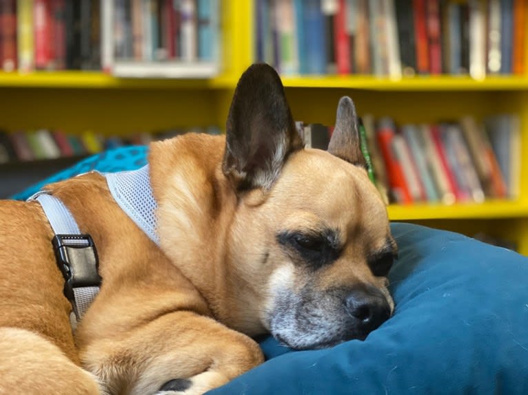 Murray, a Pug and Pembroke Welsh Corgi mix tested with EmbarkVet.com