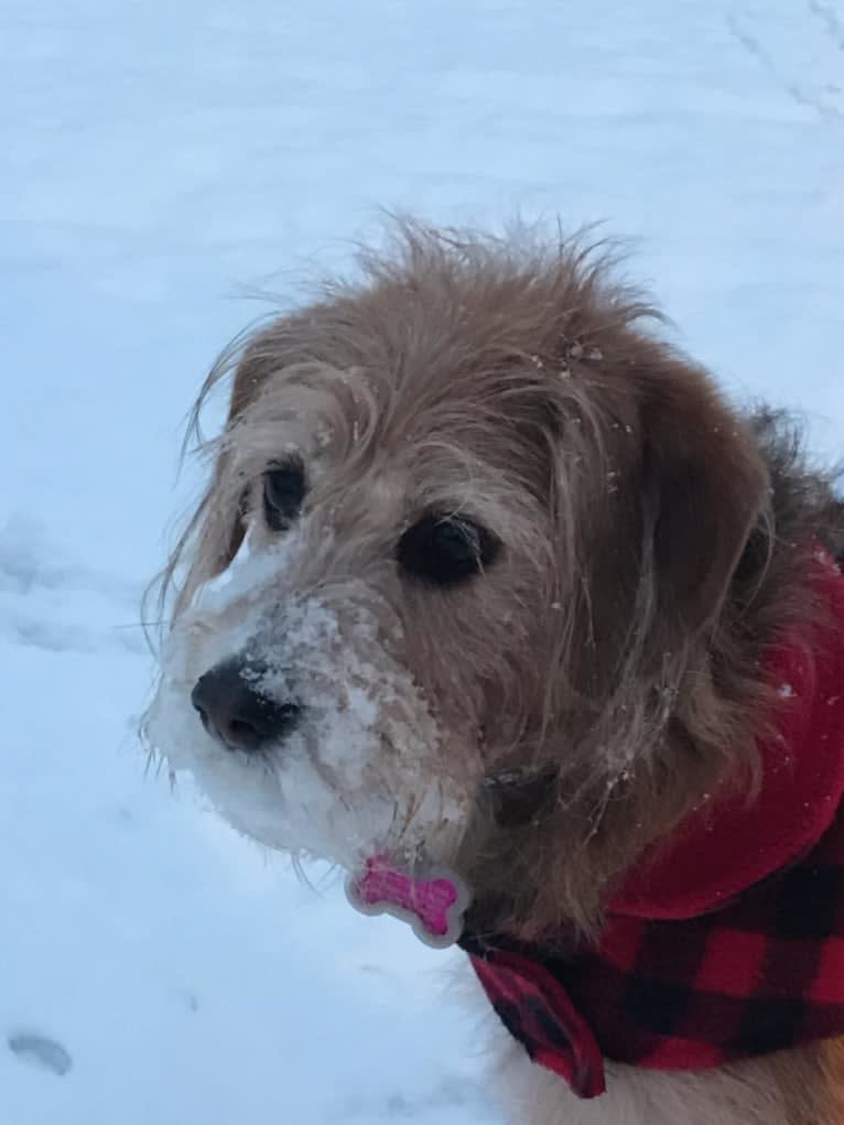 Gracie, a Beagle and Poodle (Small) mix tested with EmbarkVet.com