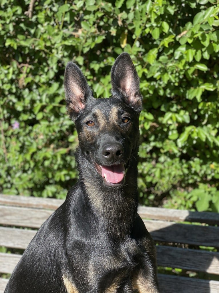 Photo of Ellie, a Belgian Malinois and German Shepherd Dog mix in Los Angeles, California, USA