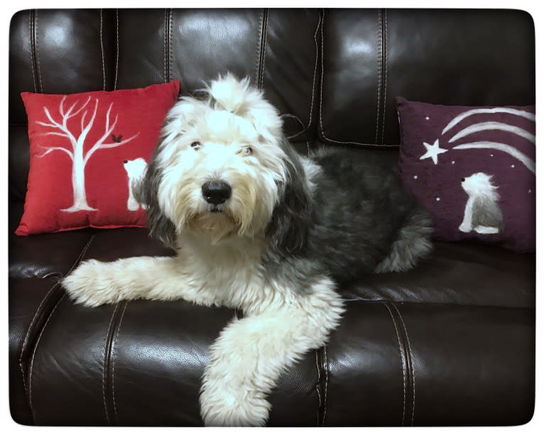 Winston, an Old English Sheepdog tested with EmbarkVet.com
