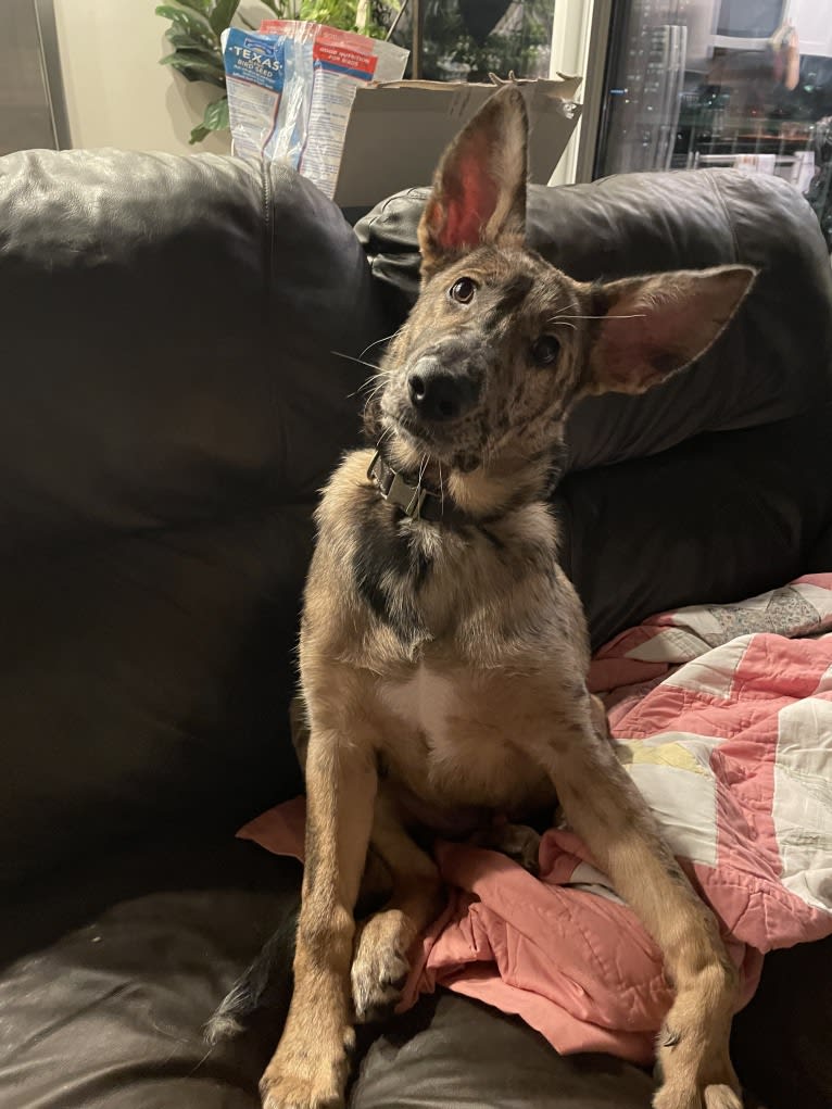 Murphy, a German Shepherd Dog and Labrador Retriever mix tested with EmbarkVet.com