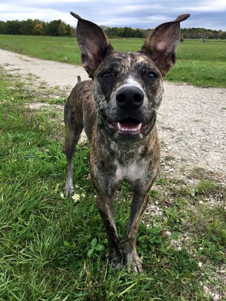 Quinn, an American Pit Bull Terrier and Australian Cattle Dog mix tested with EmbarkVet.com