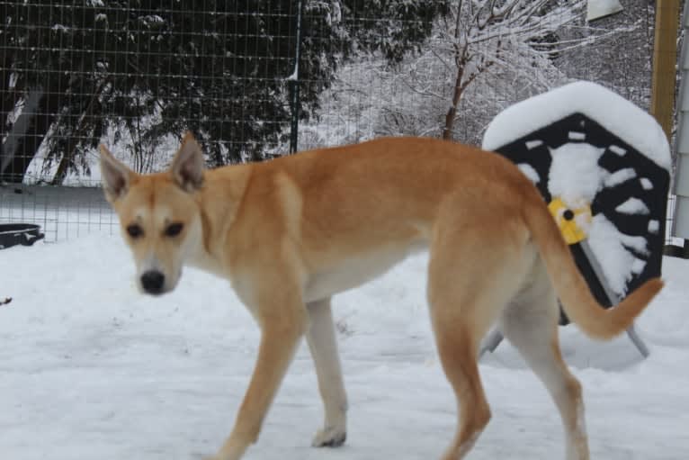 Loomy, a Carolina Dog tested with EmbarkVet.com