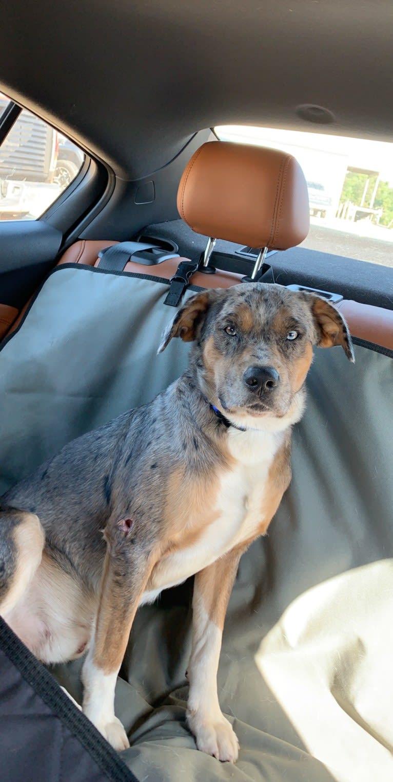 Kino, a Brittany and English Cocker Spaniel (Working Type) mix tested with EmbarkVet.com