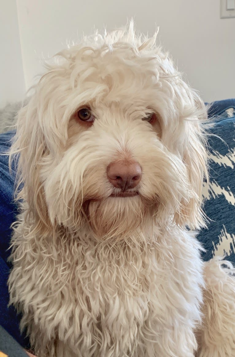 Toby-Joe, a Cocker Spaniel and Bichon Frise mix tested with EmbarkVet.com