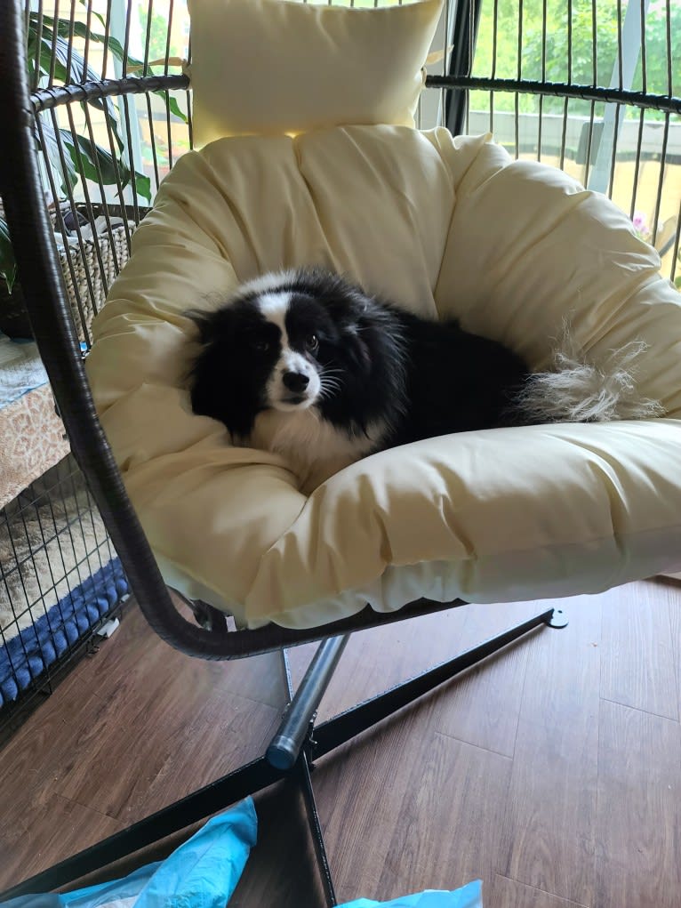 Rocko, an American Eskimo Dog and Shetland Sheepdog mix tested with EmbarkVet.com