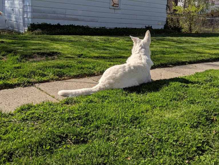 Lawine, a German Shepherd Dog tested with EmbarkVet.com