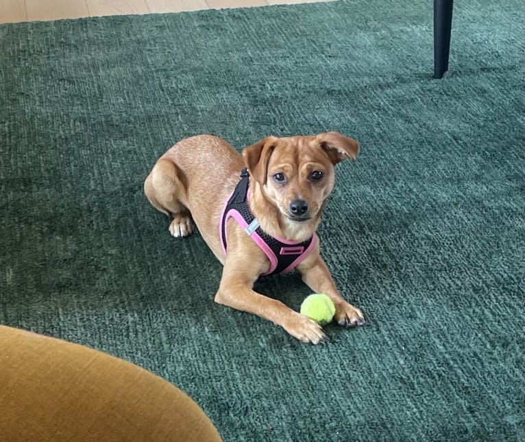 Honey, a Chihuahua and Rat Terrier mix tested with EmbarkVet.com