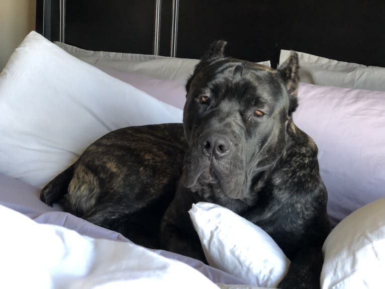 Riggs, a Boerboel and Neapolitan Mastiff mix tested with EmbarkVet.com